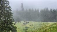 Pferde auf der Alm