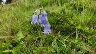 Blumen am Wegesrand