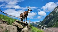 Ziege am Tauernhaus