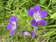 Blumen am Wegesrand