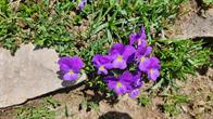Blumen am Wegrand