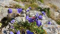 Blumen am Wegrand