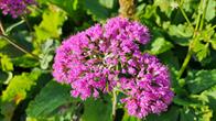 Blumen am Wegrand
