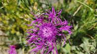 Blumen am Wegrand