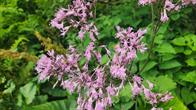 Blumen am Wegrand