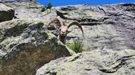 Steinbock