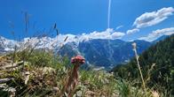 Blume am Wegrand