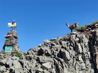 Noch ein Steinbock